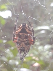 Eriophora
