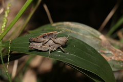 Acrididae