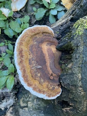 Ganoderma lobatum