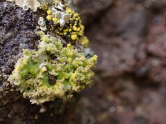 Xanthaptychia contortuplicata