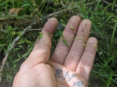 Stellaria longifolia
