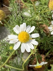 Anthemis cotula