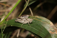 Acrididae