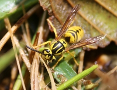 Vespula sulphurea