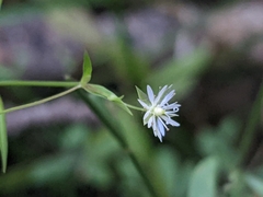 Stellaria longifolia