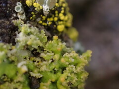 Xanthaptychia contortuplicata