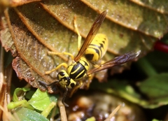 Vespula sulphurea