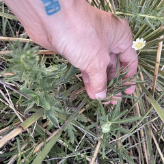 Melampodium leucanthum