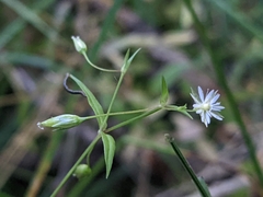 Stellaria longifolia