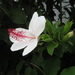 Hawaiian White Hibiscus - Photo (c) Wendy Cutler, some rights reserved (CC BY)