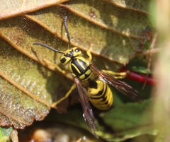 Vespula sulphurea