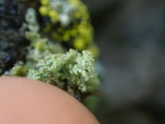 Xanthaptychia contortuplicata