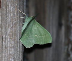 Geometra papilionaria
