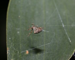 Philoponella congregabilis