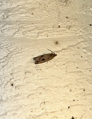 Endothenia nubilana