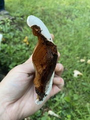 Ganoderma lobatum