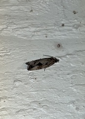 Endothenia nubilana
