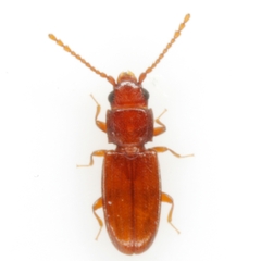 Cryptolestes uncicornis