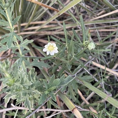 Melampodium leucanthum