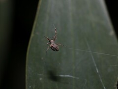 Philoponella congregabilis