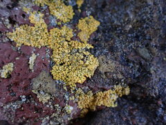 Xanthomendoza