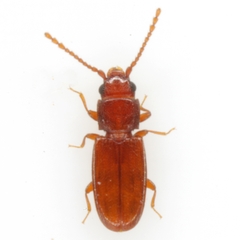 Cryptolestes uncicornis