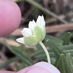 Melampodium leucanthum