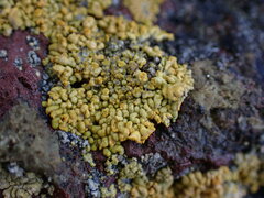 Xanthomendoza