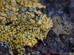 Xanthomendoza