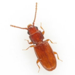 Cryptolestes uncicornis