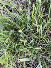 Cyperus brevifolius