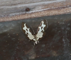 Lomaspilis marginata