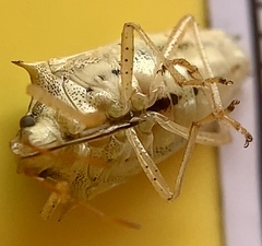 Oebalus pugnax