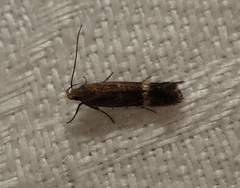 Aproaerema simplexella