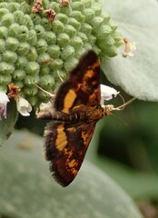 Pyrausta orphisalis