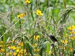 Sporophila torqueola