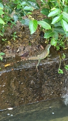 Physignathus cocincinus