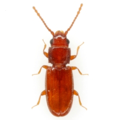 Cryptolestes uncicornis