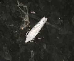 Myelois circumvoluta