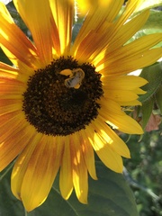 Melissodes trinodis