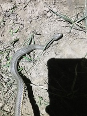 Natrix tessellata