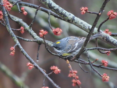 Setophaga coronata coronata