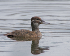 Oxyura vittata