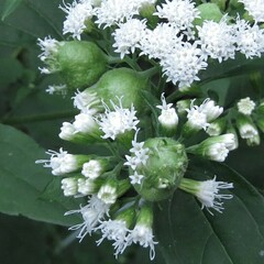 Schizomyia eupatoriflorae