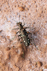 Cicindela ocellata