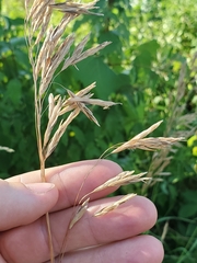 Bromus inermis