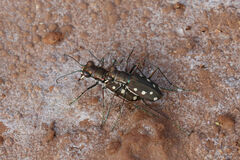 Cicindela ocellata