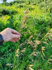 Bromus inermis