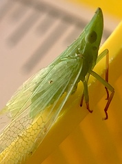 Rhynchomitra