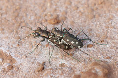 Cicindela ocellata